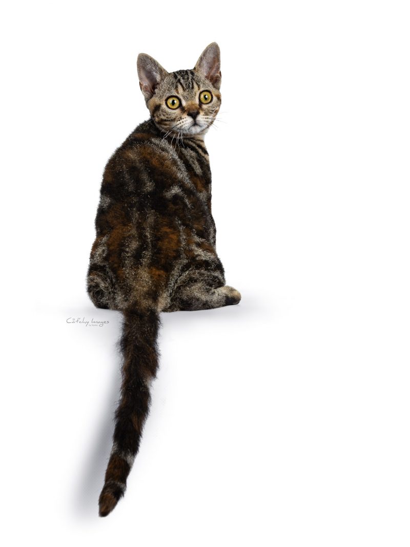American Wirehair, breed, cat'chy images, cat photography, cat photographer, netherlands