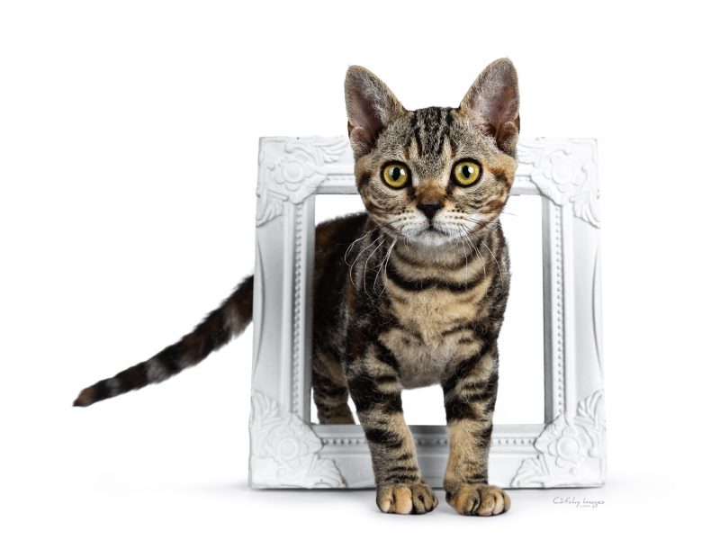 American Wirehair, breed, cat'chy images, cat photography, cat photographer, netherlands