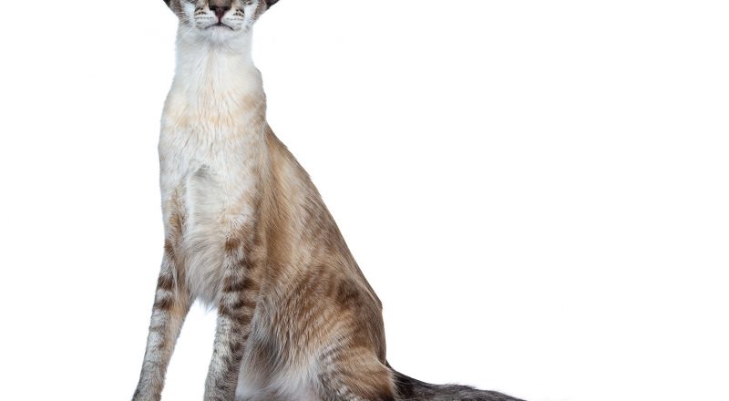 best cat photographer, cat photography, balinese, balinees