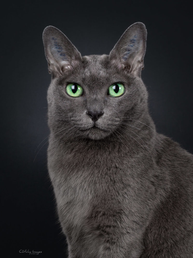 best cat photographer, cat photography, denmark, international, Korat