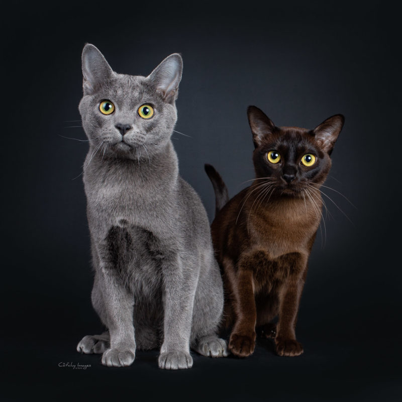 best cat photographer, cat photography, brits langhaar, korat