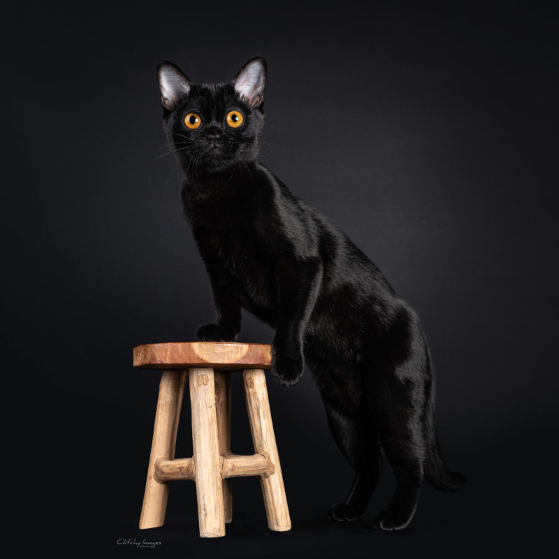 best cat photographer, cat photography, international, Bombay