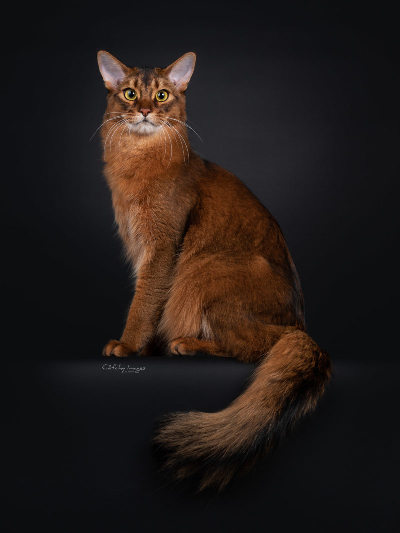 best cat photographer, cat photography, international, brits korthaar, somali, show photographer