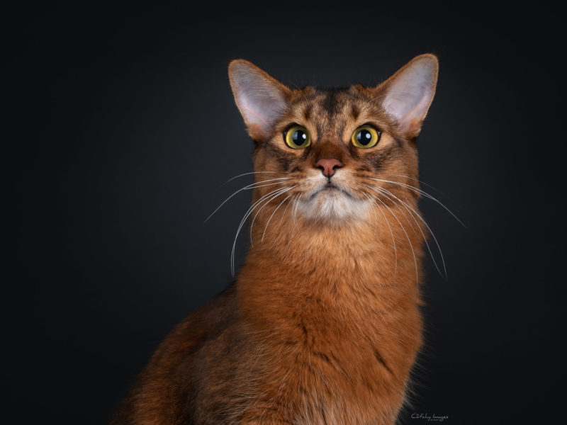 best cat photographer, cat photography, international, brits korthaar, somali, show photographer