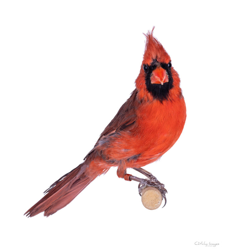 Male Northern Cardinal, Cardinalis cardinalis, bird