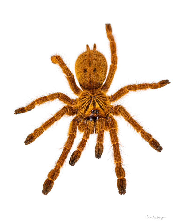 Pterinochilus murinus RCF