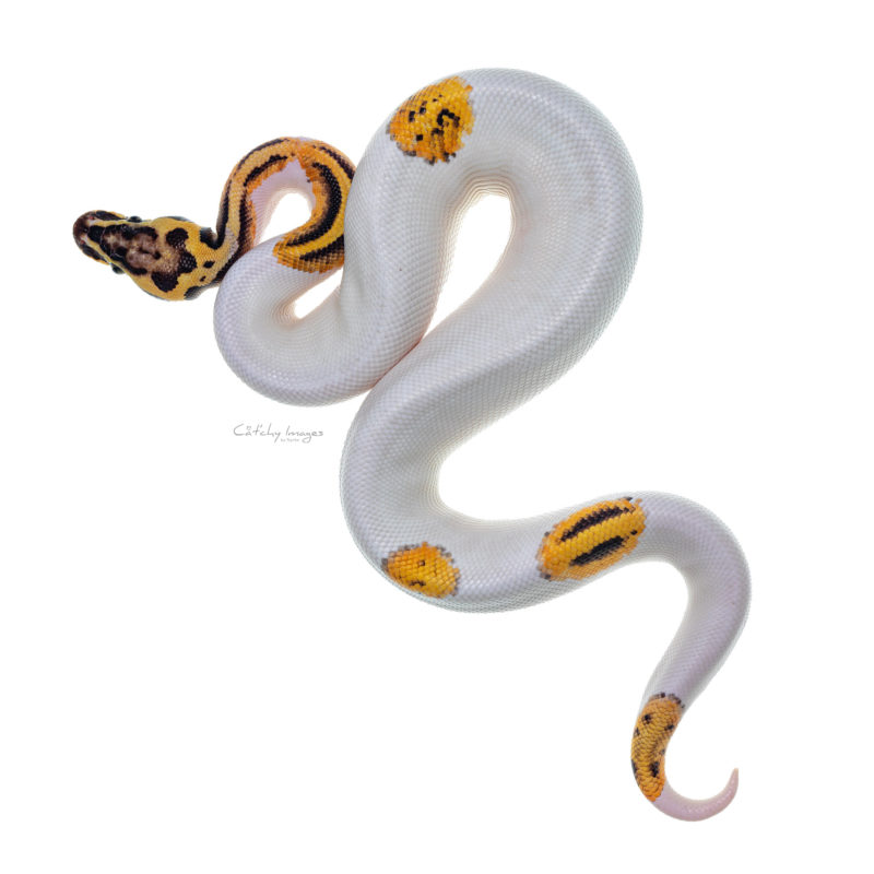 dutch exotic pets, snake, snake photographer, rotterdam, worldwide