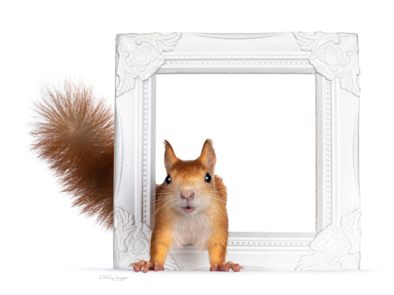 squirrel, exotic, pets, petphotography