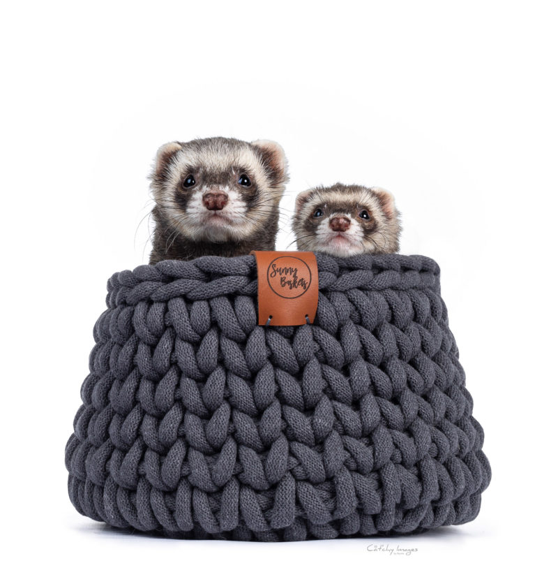 dierenfotograaf, fotograaf, dieren, rotterdam, huisdieren, beste, fretten, fret, knaagdieren