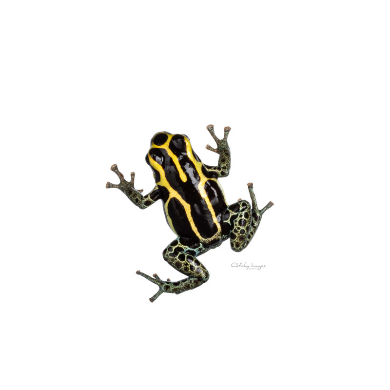 Reticulated poison frog aka Ranitomeya Ventrimaculata stock photo on white background
