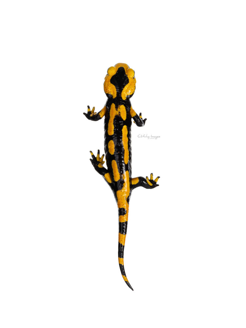 fire salamander stock photo on white background