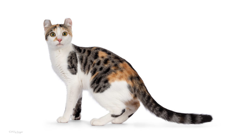 American Curl Shorthair American Shorthair, cat breed, photographer, international