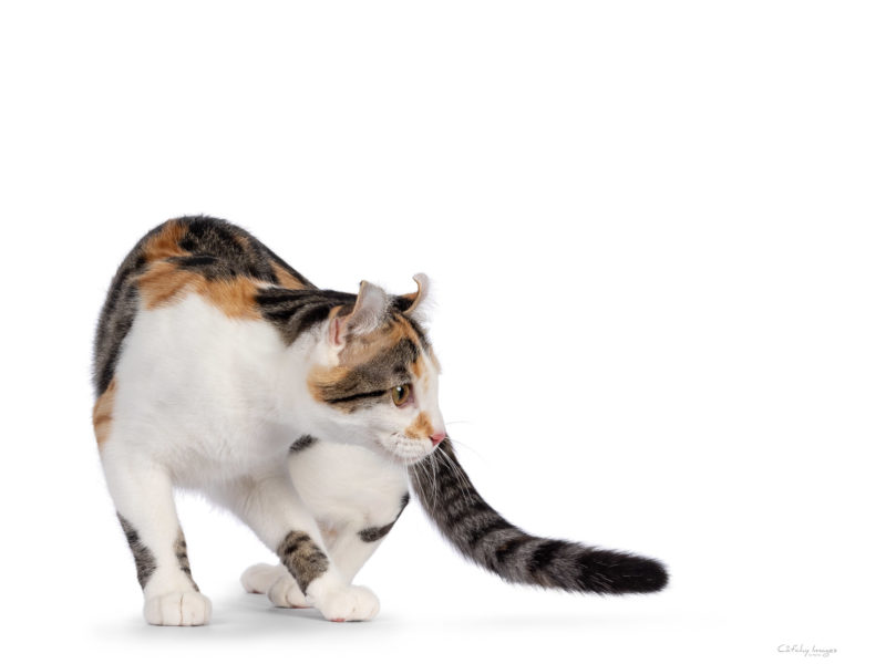 American Curl Shorthair American Shorthair, cat breed, photographer, international