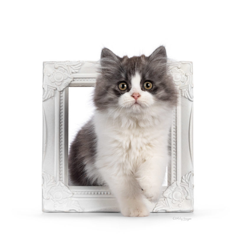 rare breeds, catphoto, cat photography, the best, international