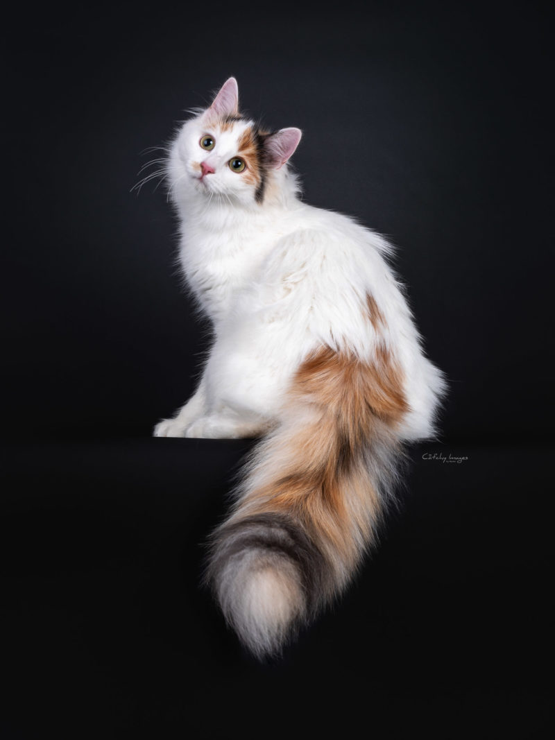 rare breed, cat photograohy, stockphoto