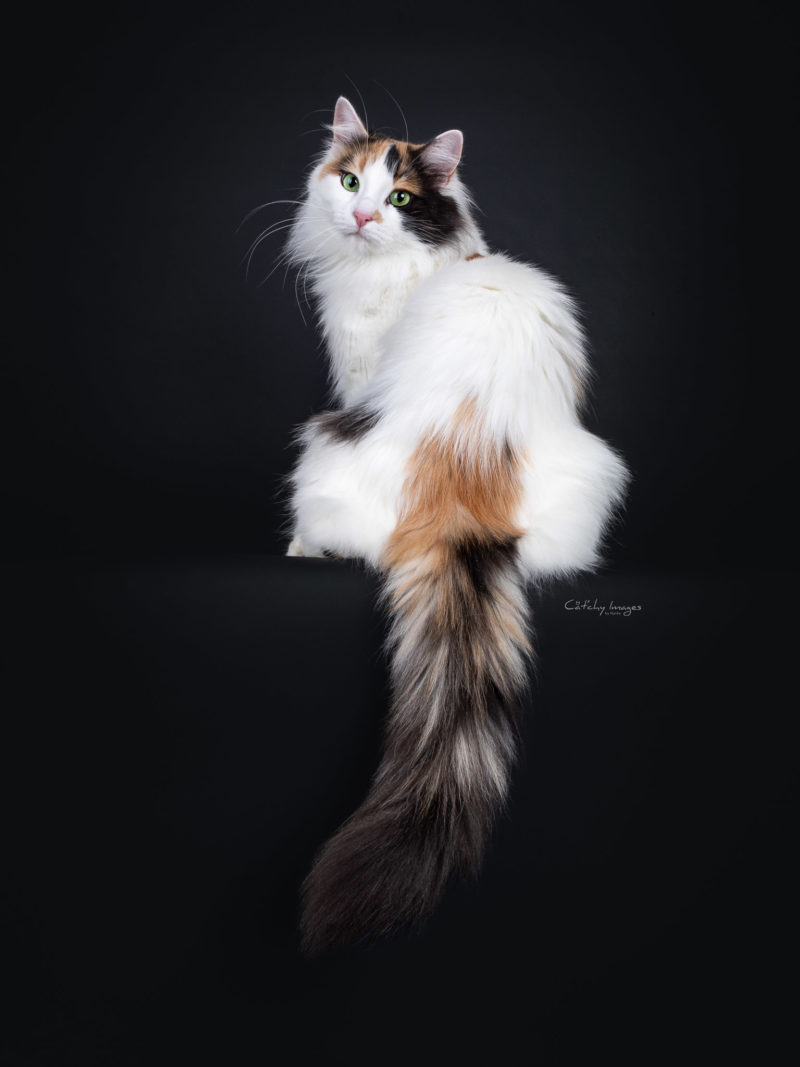 Turkse Van, catphoto, Turkosh Van, rare, breed