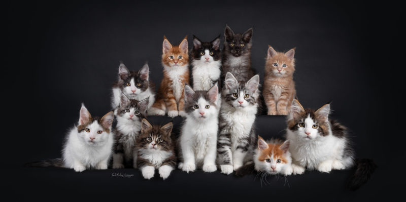 kittens on a row, cat photographer, record, twelf