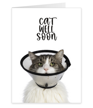 Beterschapskaart met kat en grappige tekst verkrijgbaar bij Greetz